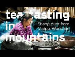 Yunnan. Tea tasting in mountains. Sheng puer from Malipo, Wenshan