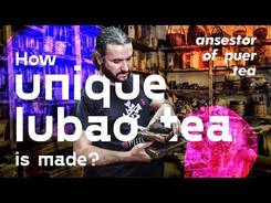 How unique lubao tea is made? Ancestor of puer tea.