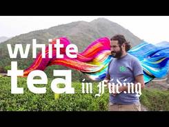 Looking For White Tea in Fuding. Fuding, Fujian province